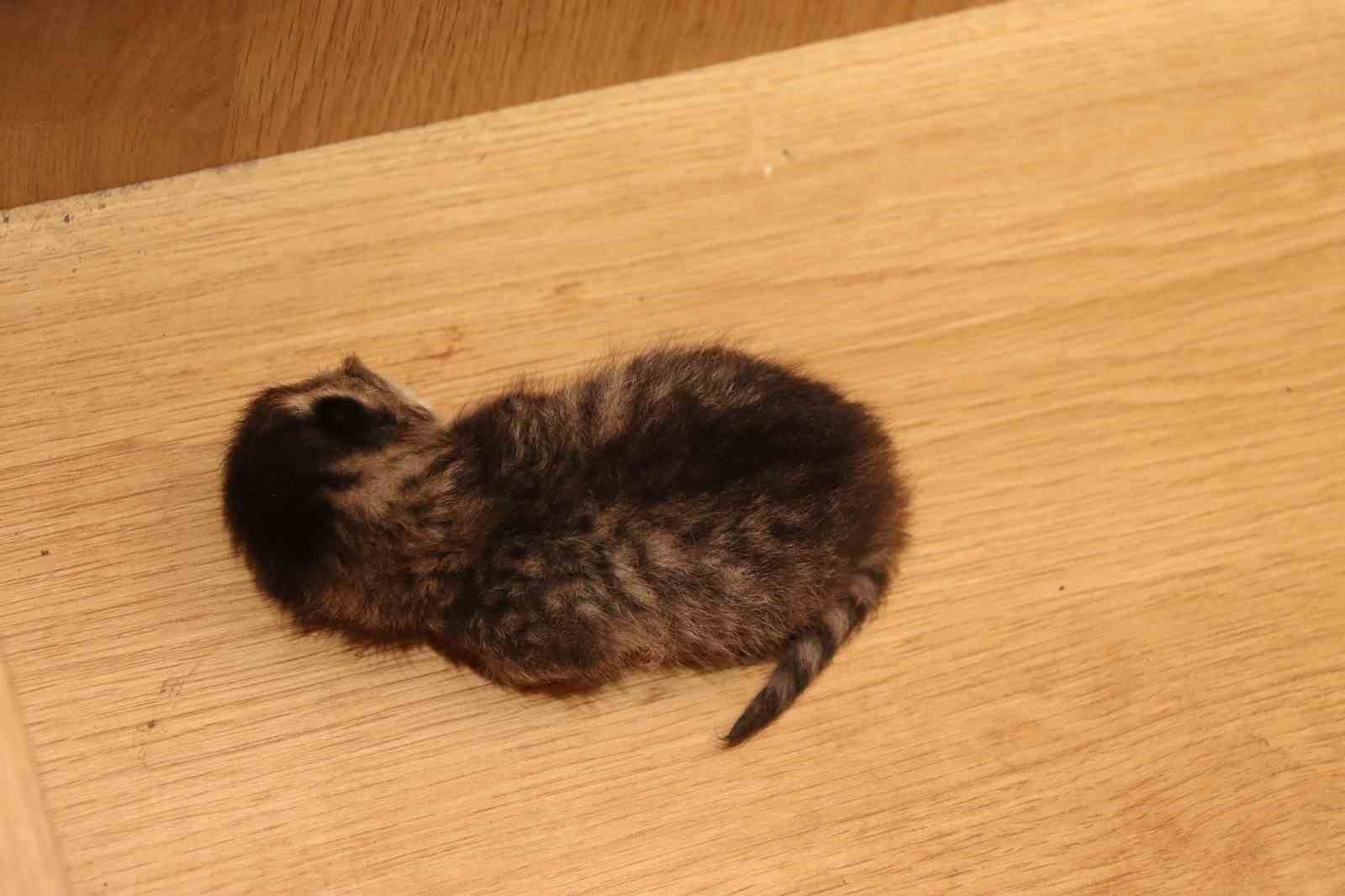 anne-kedi-yavrusunu-cekmecede-dogurdu
