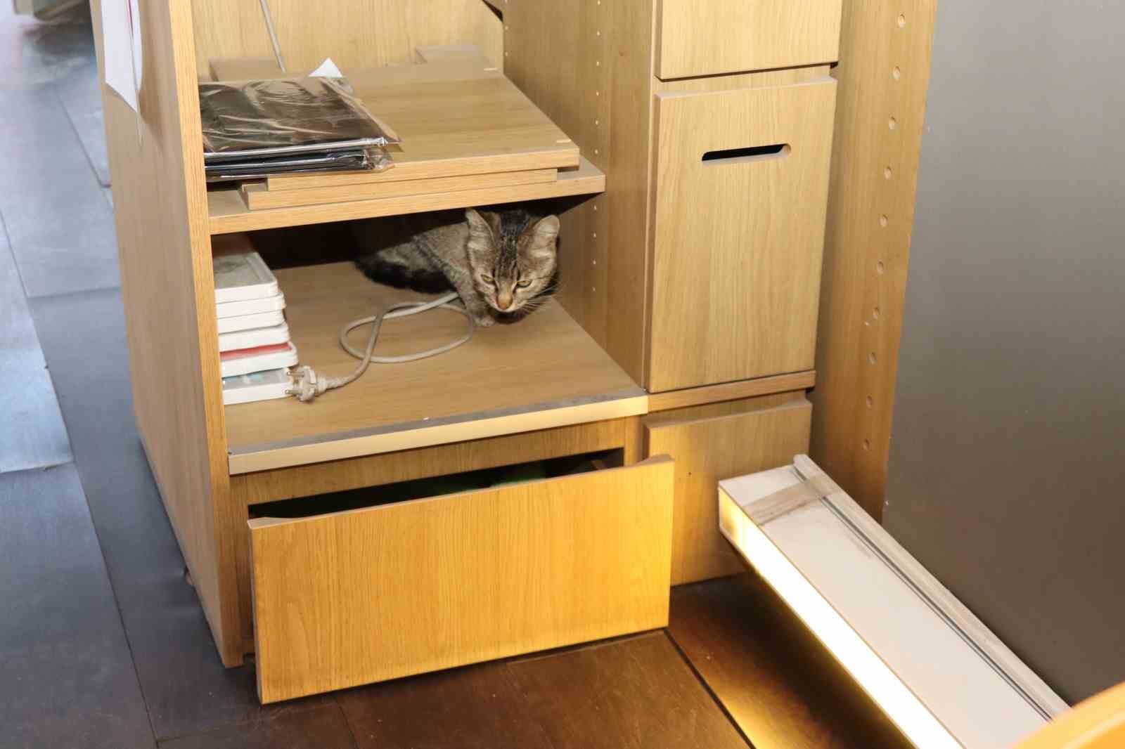 anne-kedi-yavrusunu-cekmecede-dogurdu