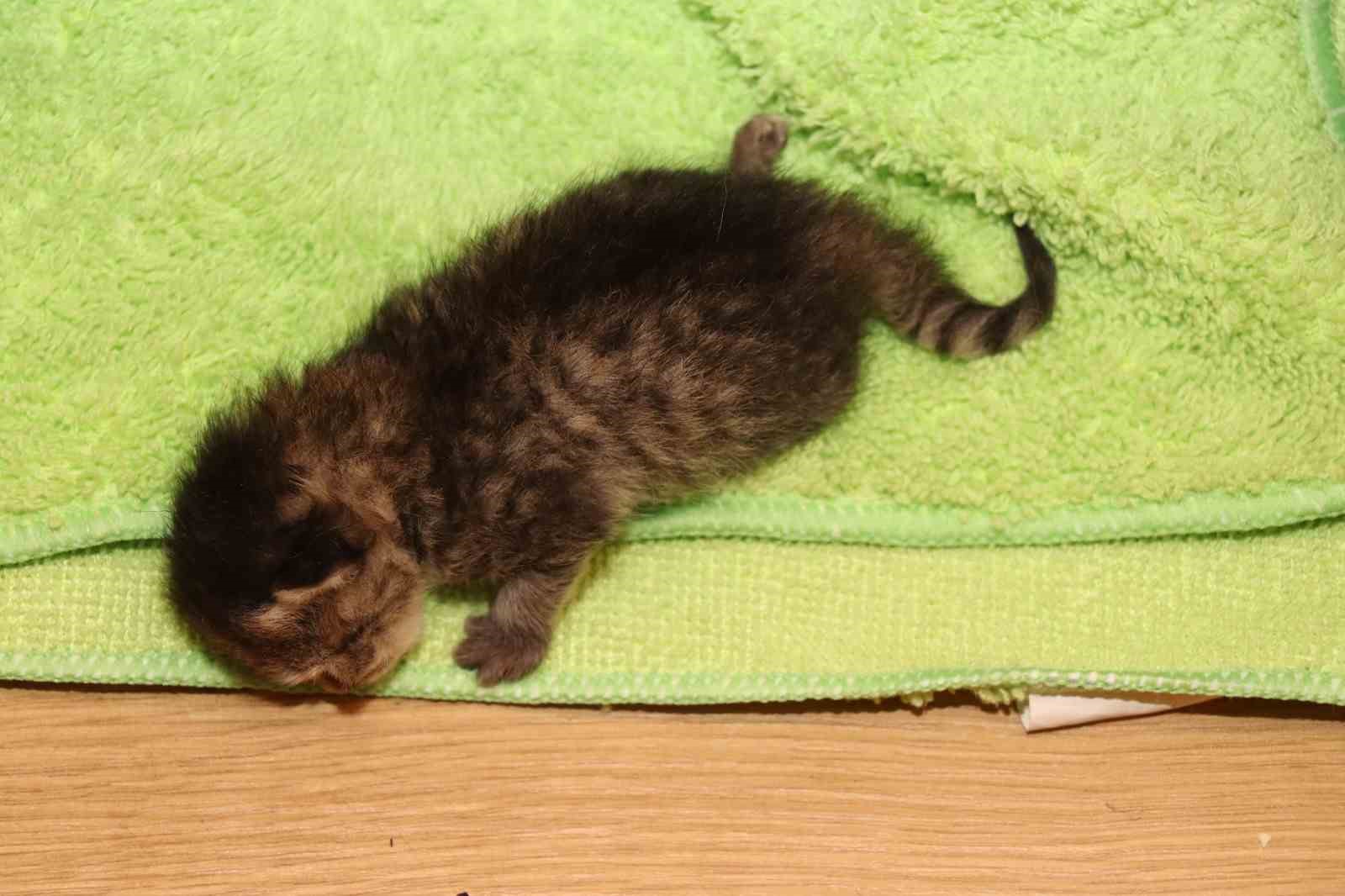 anne-kedi-yavrusunu-cekmecede-dogurdu