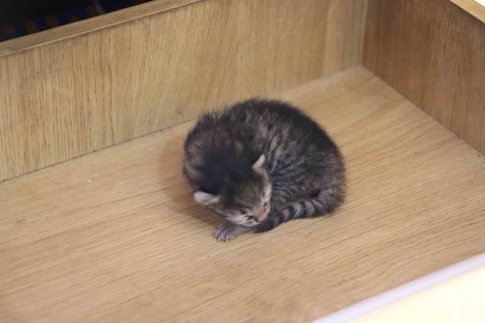 anne-kedi-yavrusunu-cekmecede-dogurdu