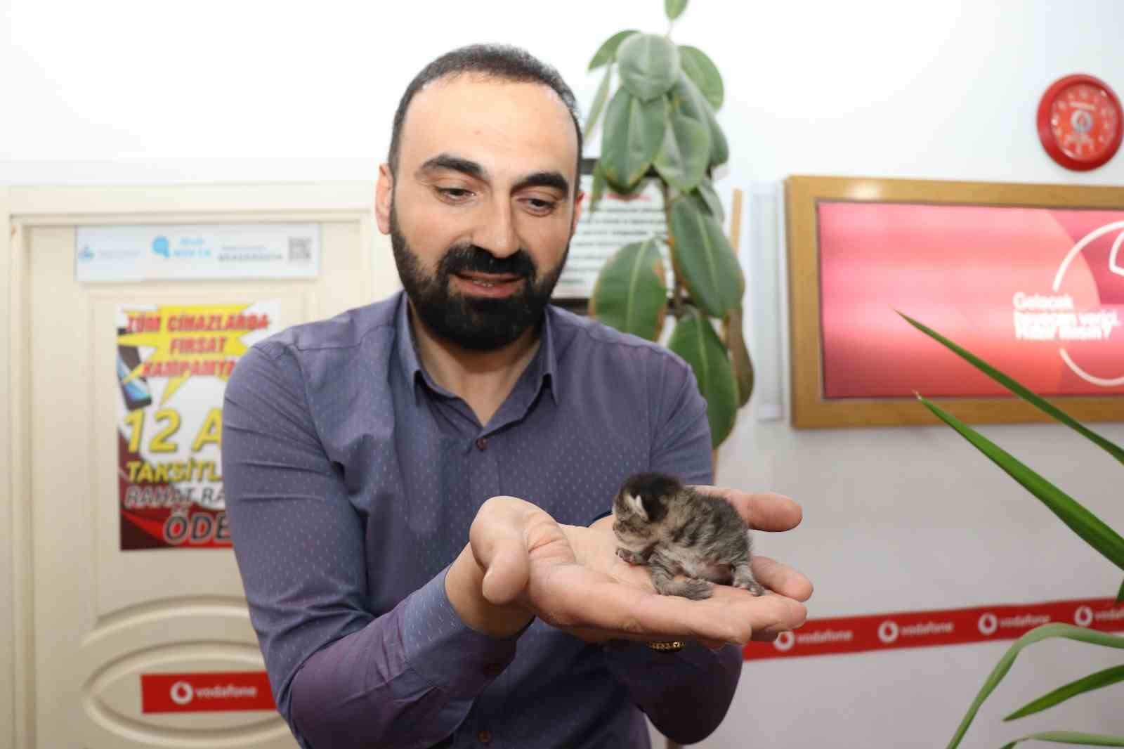 anne-kedi-yavrusunu-cekmecede-dogurdu