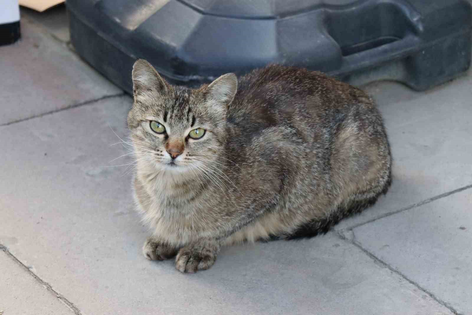 anne-kedi-yavrusunu-cekmecede-dogurdu