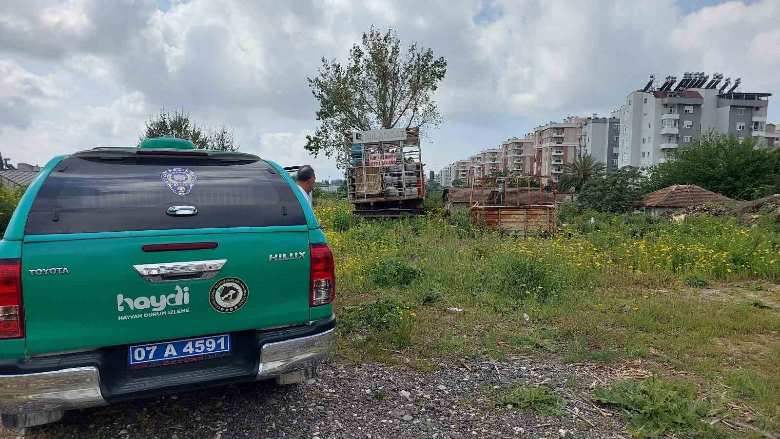 Antalya’da zincir ile bağlı köpeğe polis sahip çıktı