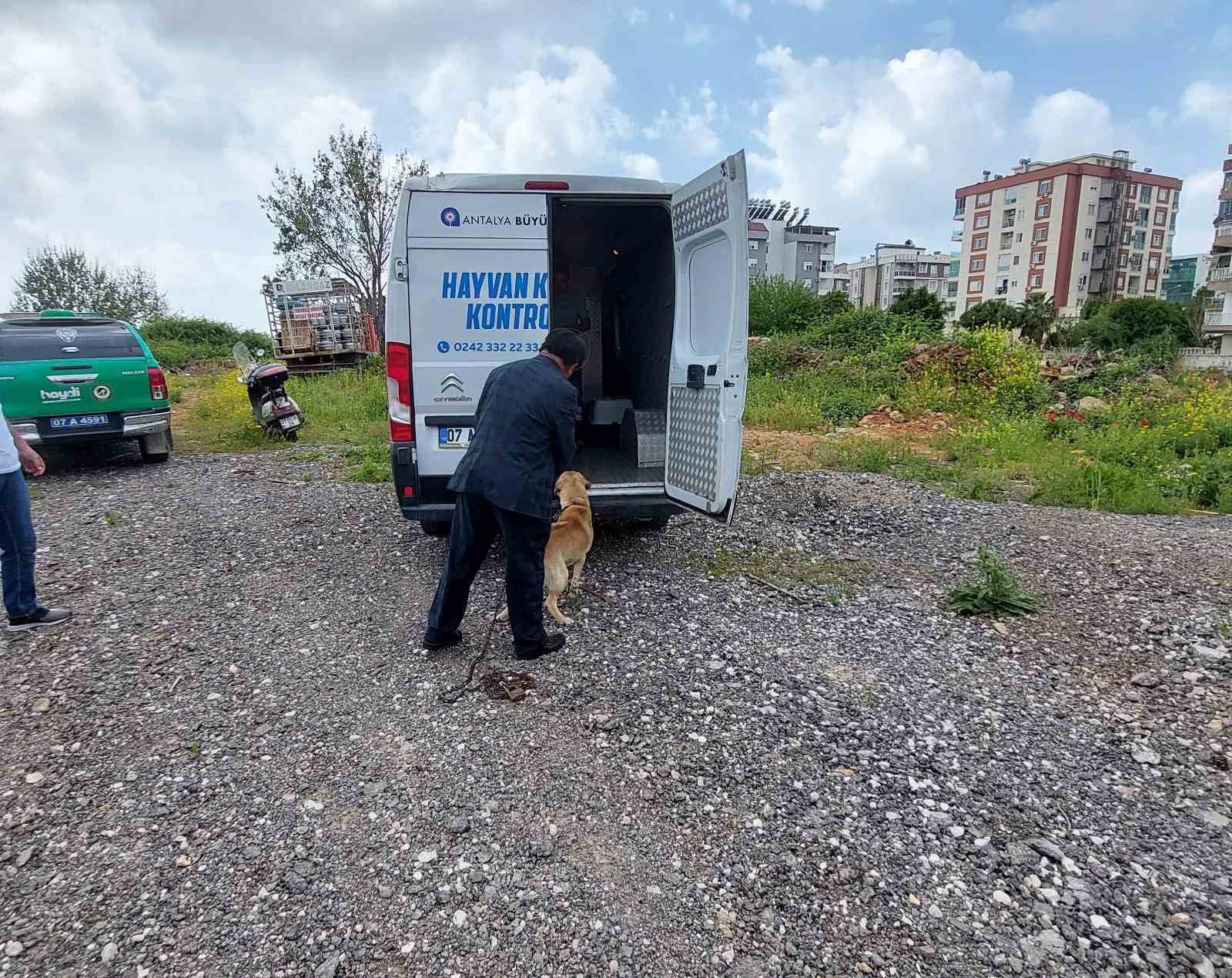 Antalya’da zincir ile bağlı köpeğe polis sahip çıktı