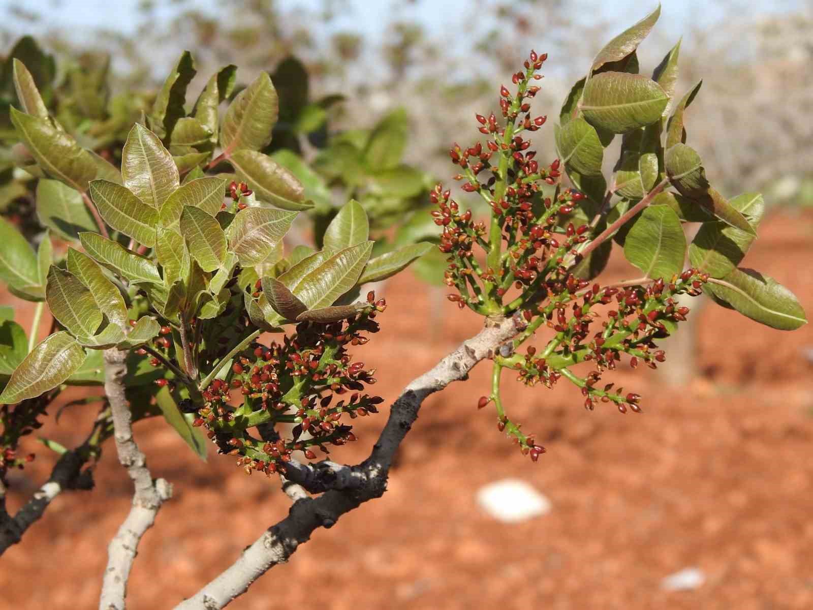 antep-fistiginda-zirai-don-tehlikesinin-gecmesi-rahat-nefes-aldirdi