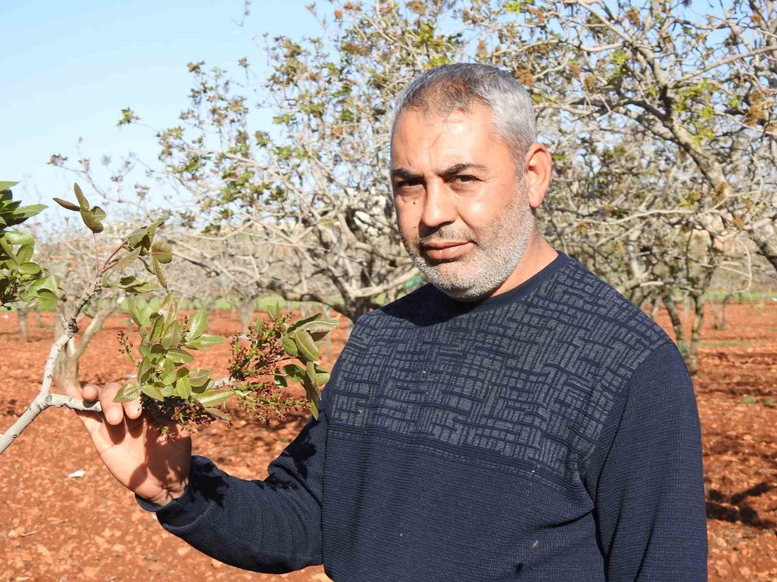 antep-fistiginda-zirai-don-tehlikesinin-gecmesi-rahat-nefes-aldirdi