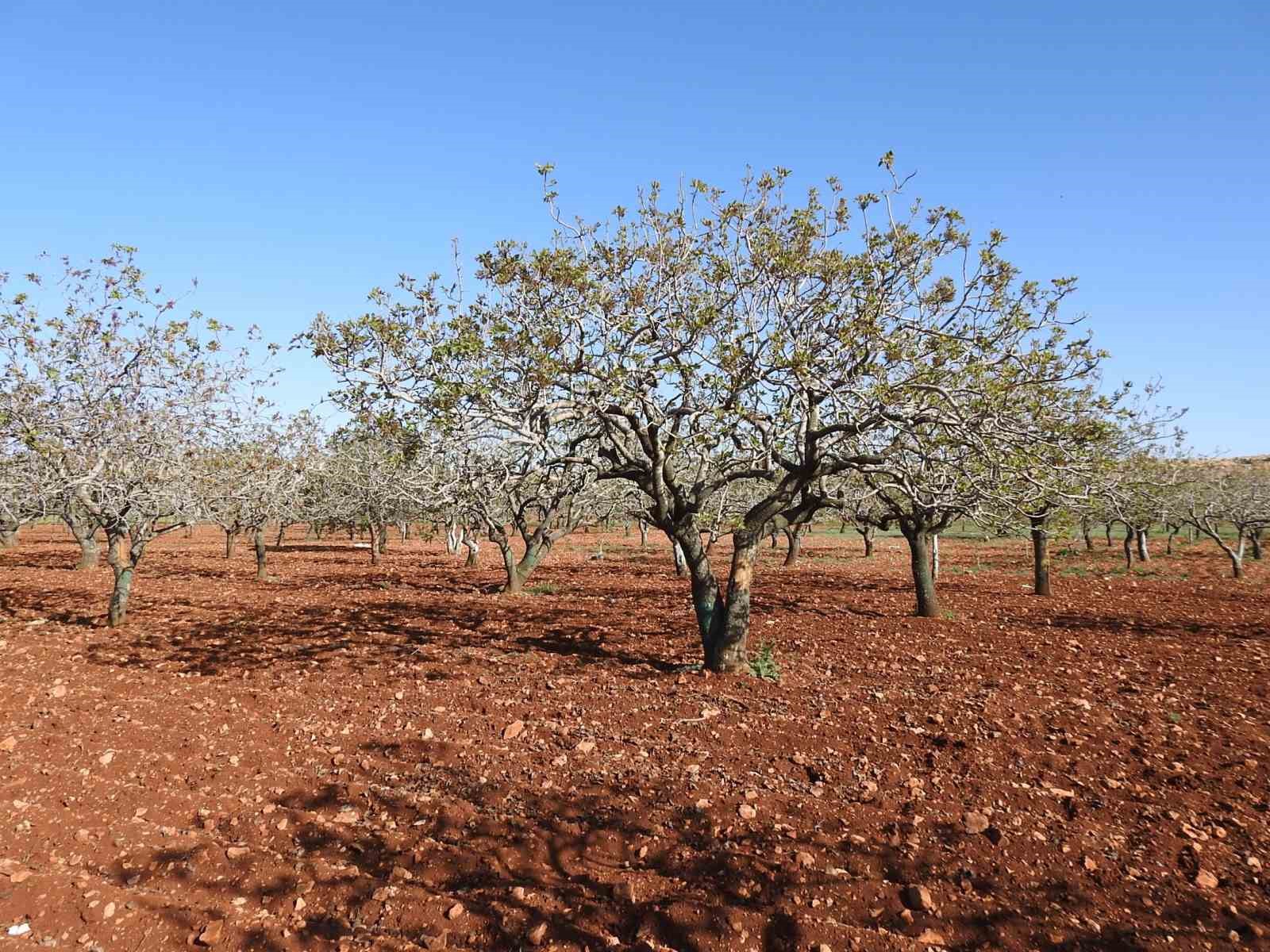 antep-fistiginda-zirai-don-tehlikesinin-gecmesi-rahat-nefes-aldirdi