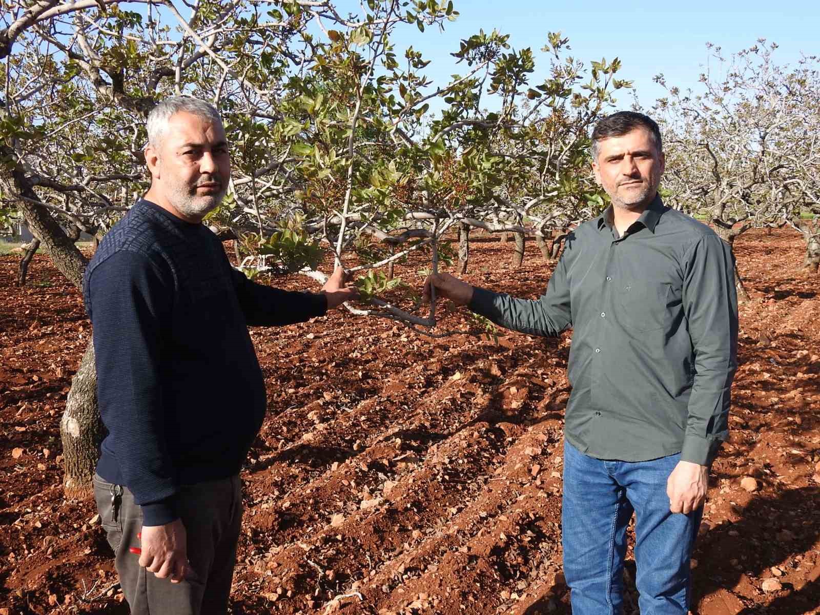 antep-fistiginda-zirai-don-tehlikesinin-gecmesi-rahat-nefes-aldirdi