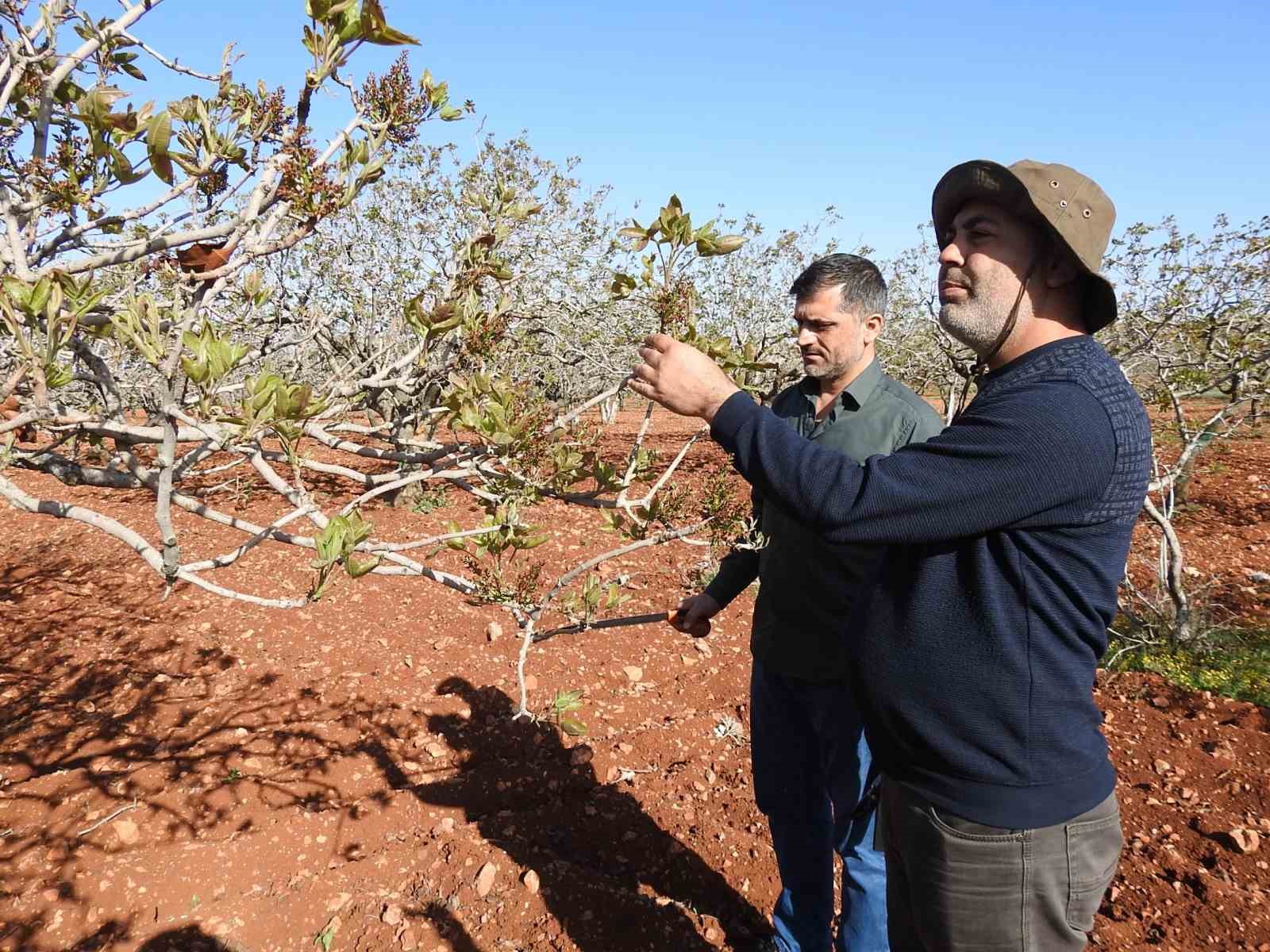 antep-fistiginda-zirai-don-tehlikesinin-gecmesi-rahat-nefes-aldirdi