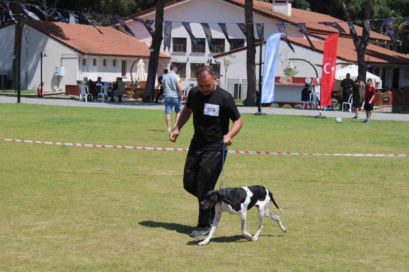 aydinda-kopekler-podyuma-cikti