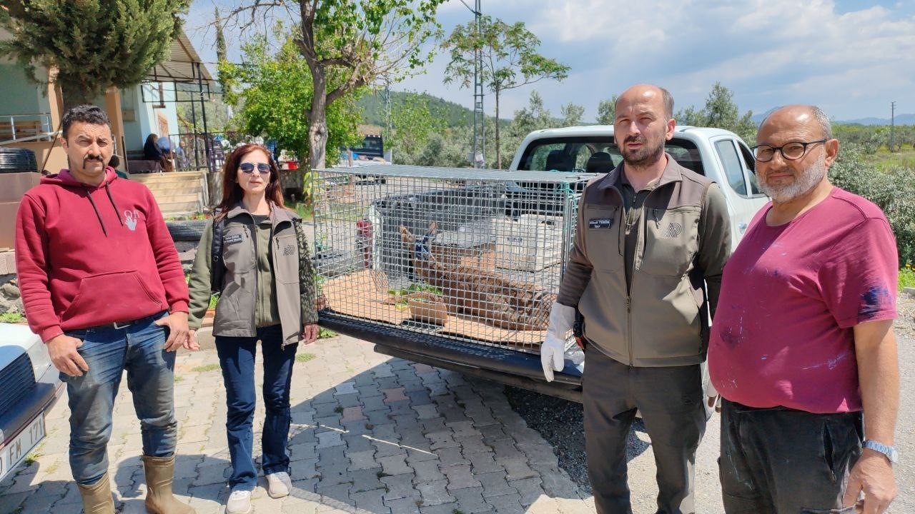 bahcesinde-buldugu-yarali-yavru-karacayi-ekiplere-teslim-etti