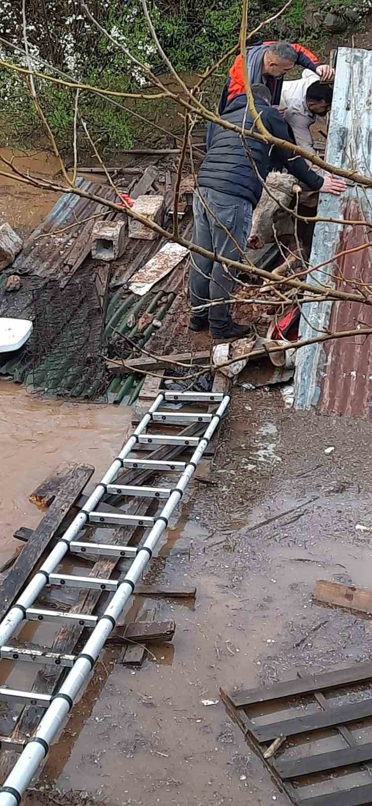 bingolde-saganak-felakete-yol-acti-su-basan-ahirda-cok-sayida-hayvan-telef-oldu