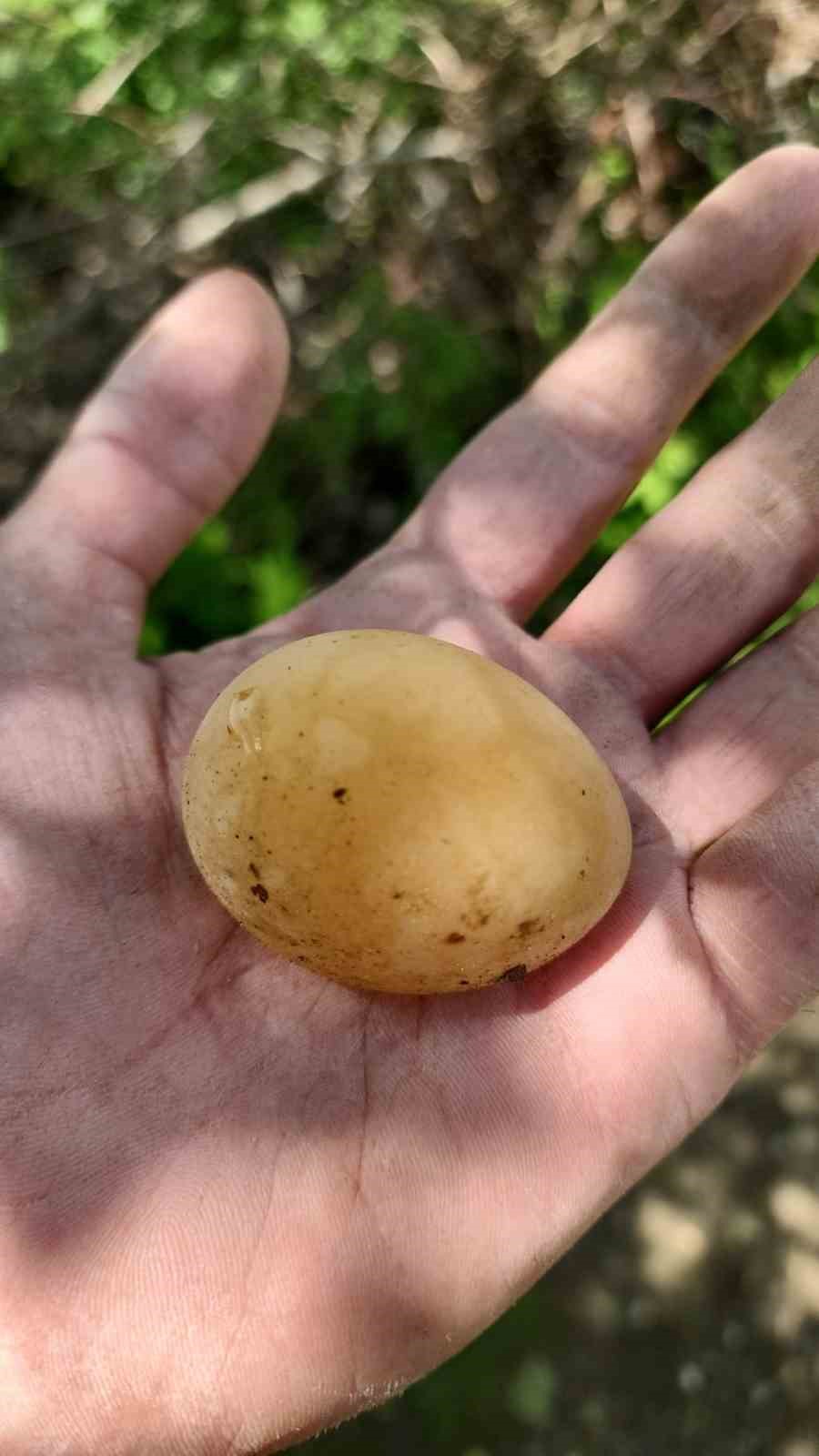 bu-yumurtayi-goren-gozlerine-inanamadi