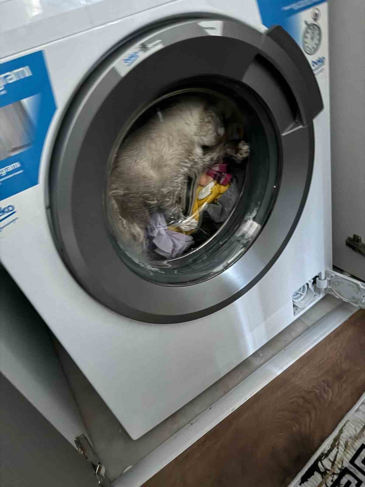 camasir-makinesindeki-kedi-kurtarildi