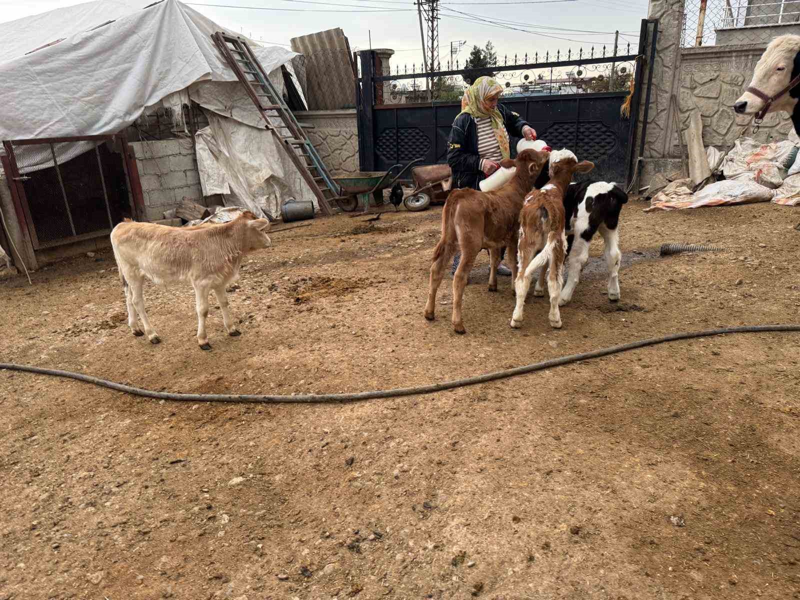 diyarbakirda-14-inek-calindi-yavrular-biberonla-besleniyor