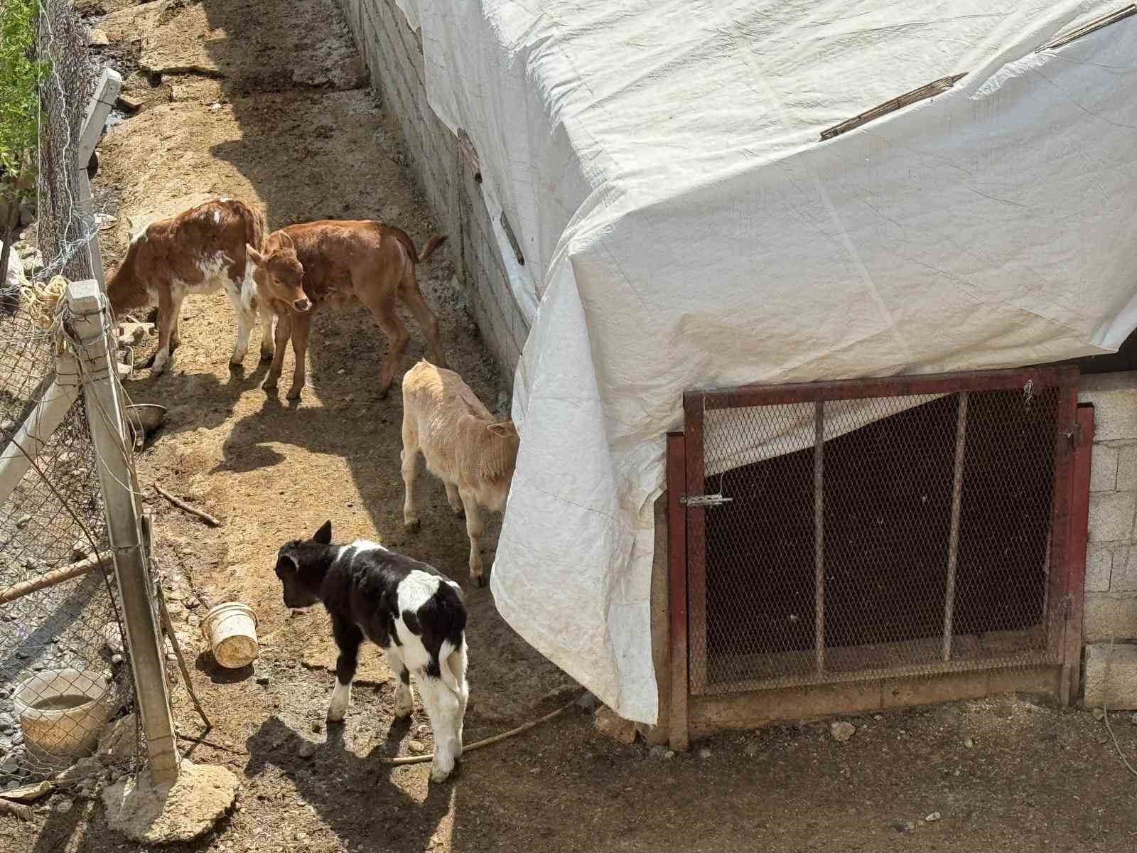 diyarbakirda-14-inek-calindi-yavrular-biberonla-besleniyor