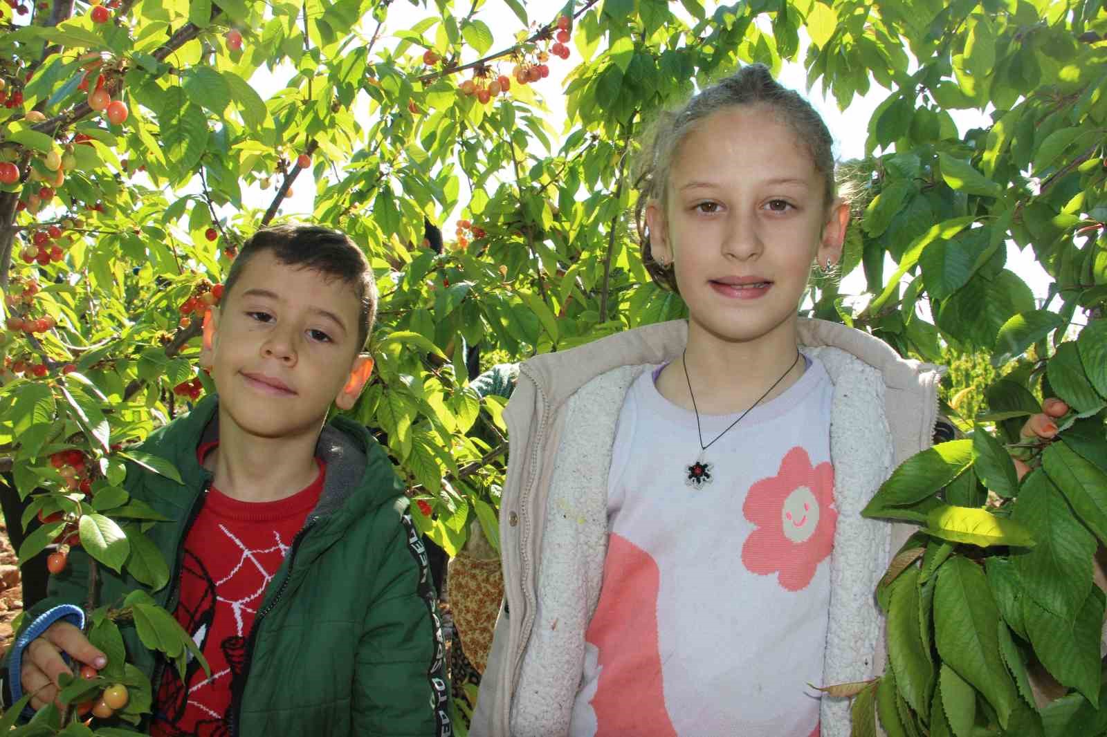 ilk-kirazin-kilosu-3-bin-500-tlden-satildi