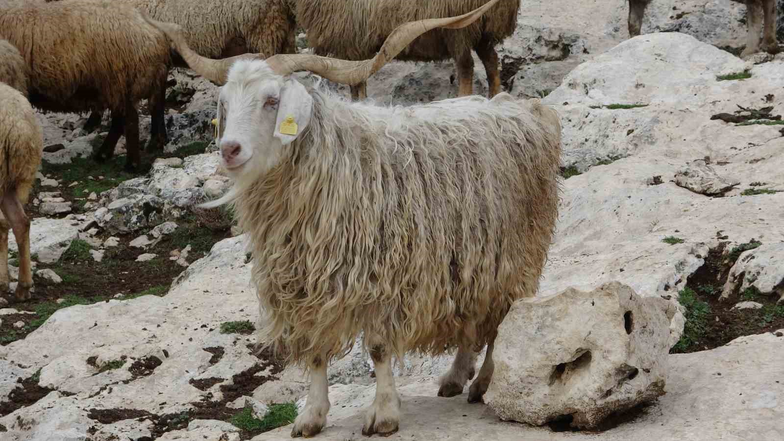 ispartali-cobanin-basi-kurtlarla-dertte-1-yilda-6-hayvani-telef-oldu