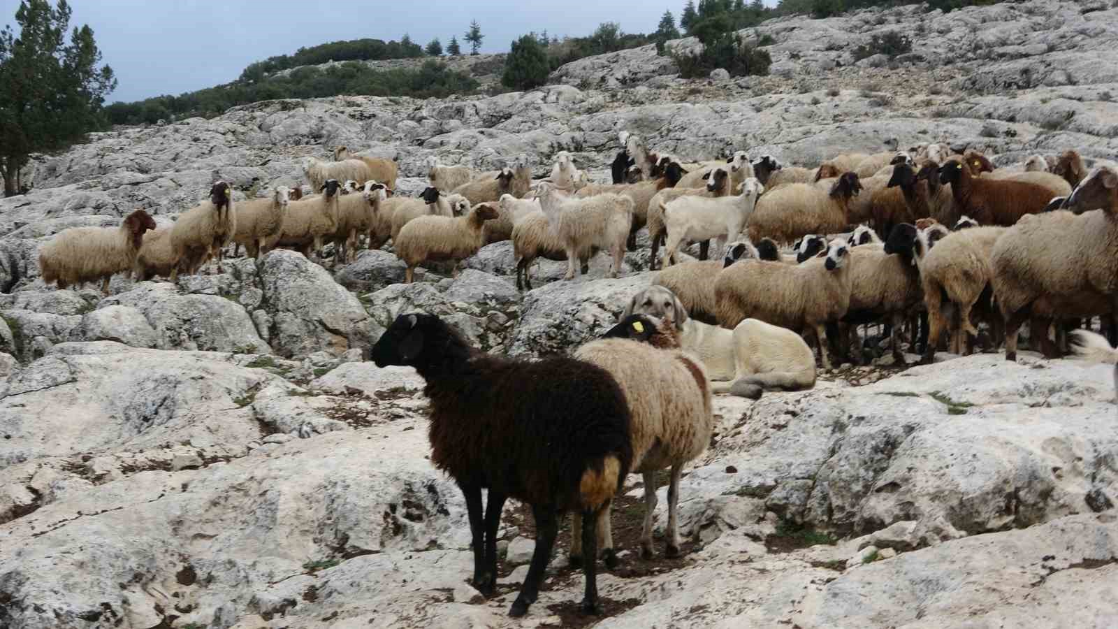 ispartali-cobanin-basi-kurtlarla-dertte-1-yilda-6-hayvani-telef-oldu