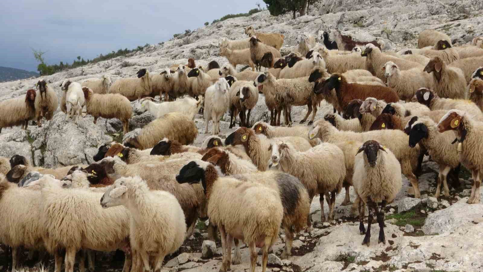 ispartali-cobanin-basi-kurtlarla-dertte-1-yilda-6-hayvani-telef-oldu