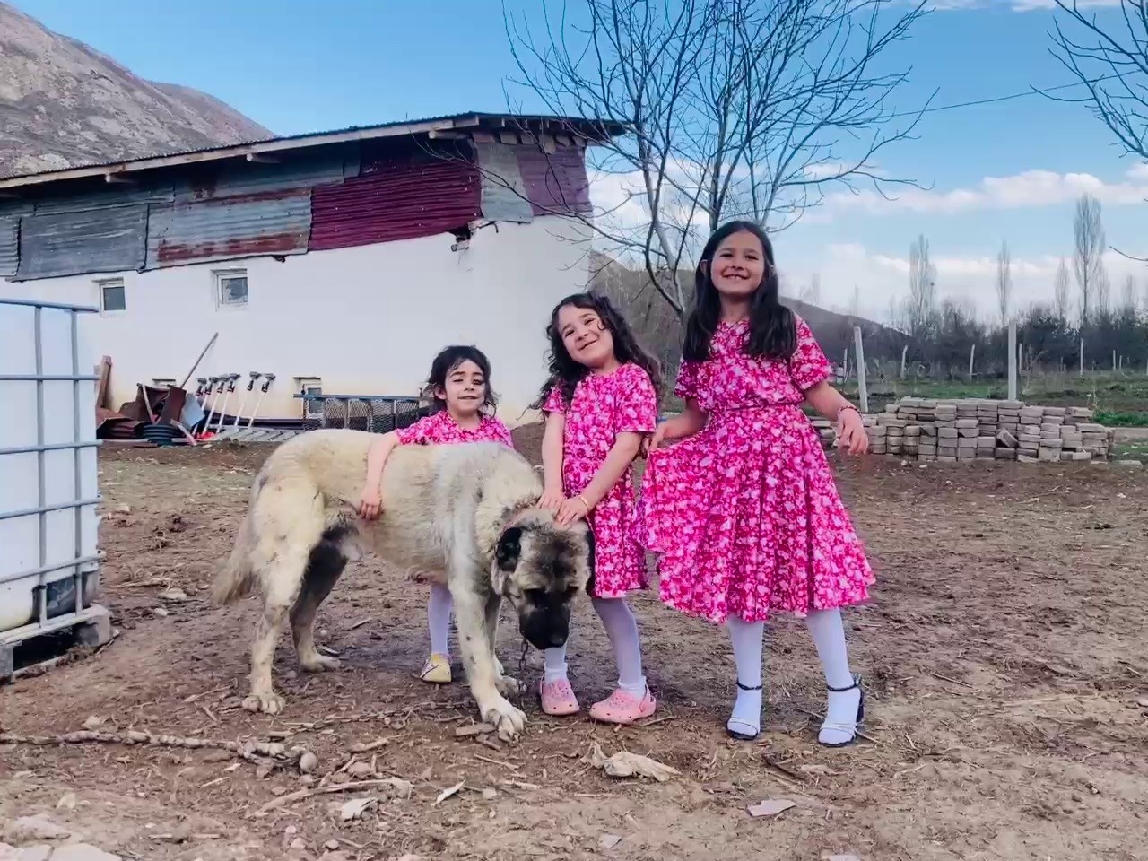 kangal-kopeginin-refleksi-tavuklarin-tilkiye-yem-olmasini-onledi