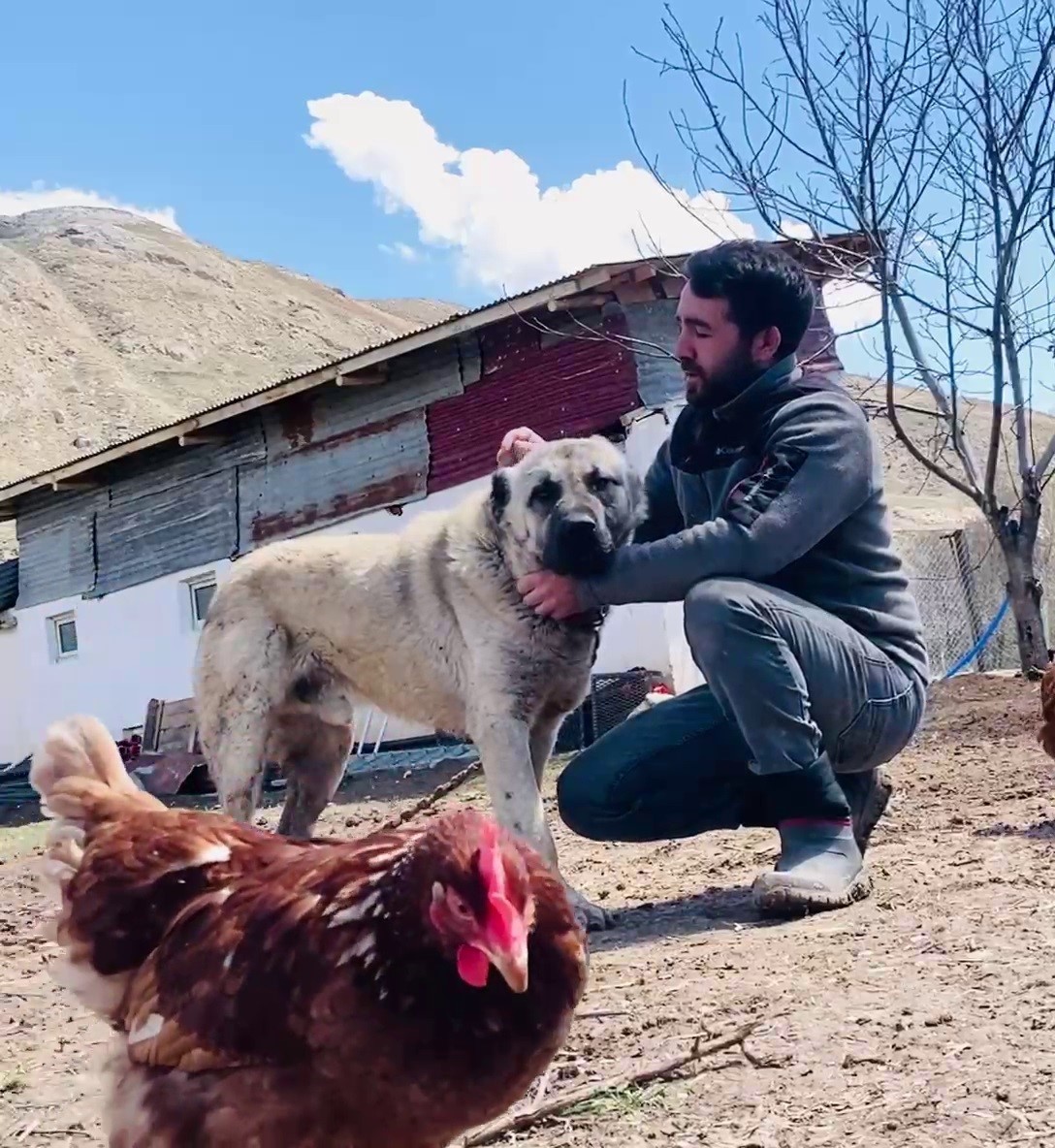 kangal-kopeginin-refleksi-tavuklarin-tilkiye-yem-olmasini-onledi