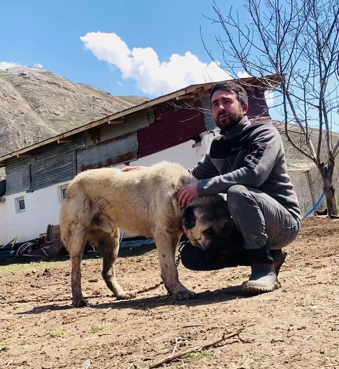 kangal-kopeginin-refleksi-tavuklarin-tilkiye-yem-olmasini-onledi