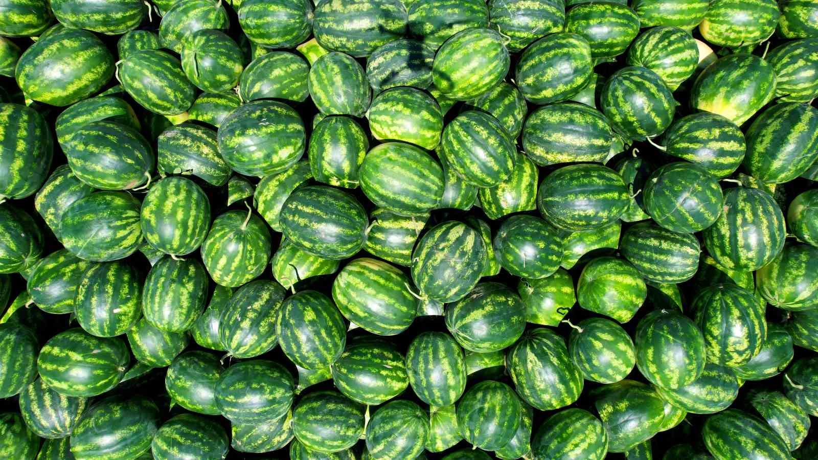 karpuz-uretiminin-lideri-adanada-ciftciler-10-lira-fiyat-bekliyor