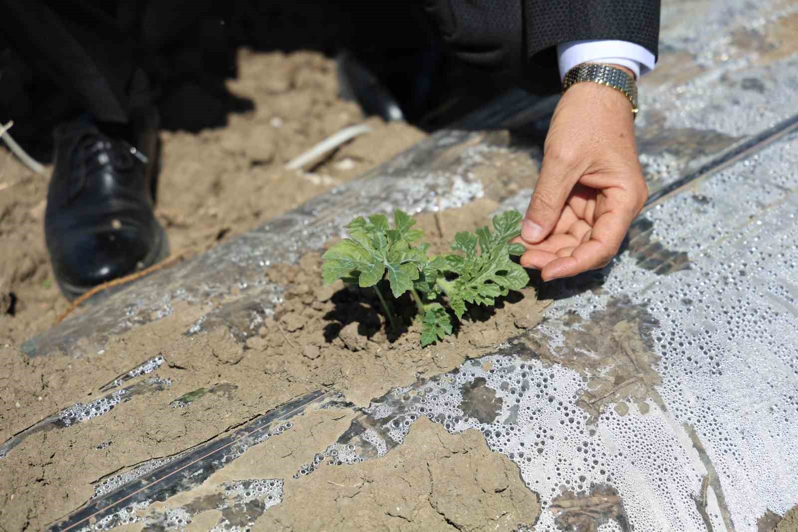 karpuz-uretiminin-lideri-adanada-ciftciler-10-lira-fiyat-bekliyor