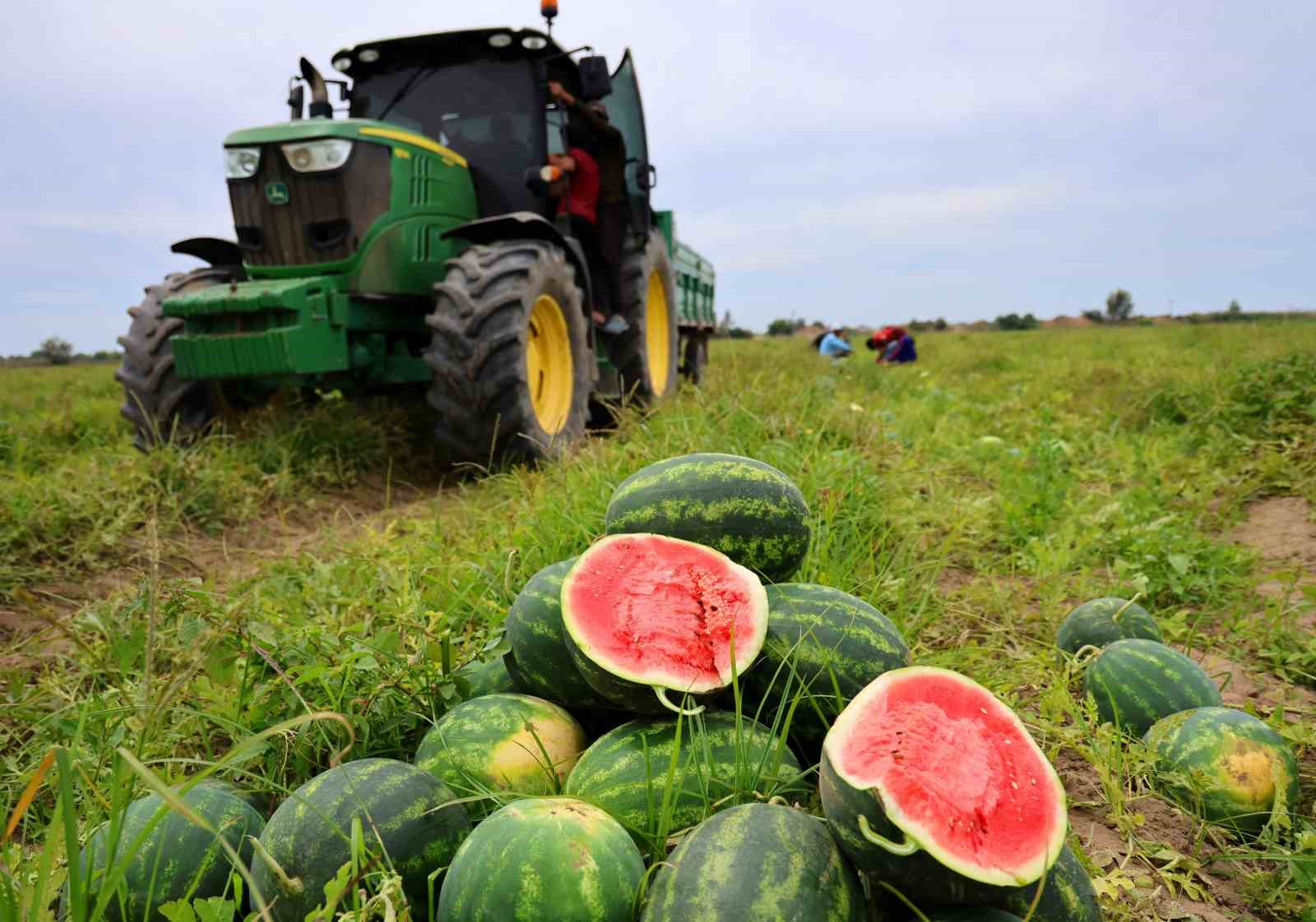 karpuz-uretiminin-lideri-adanada-ciftciler-10-lira-fiyat-bekliyor
