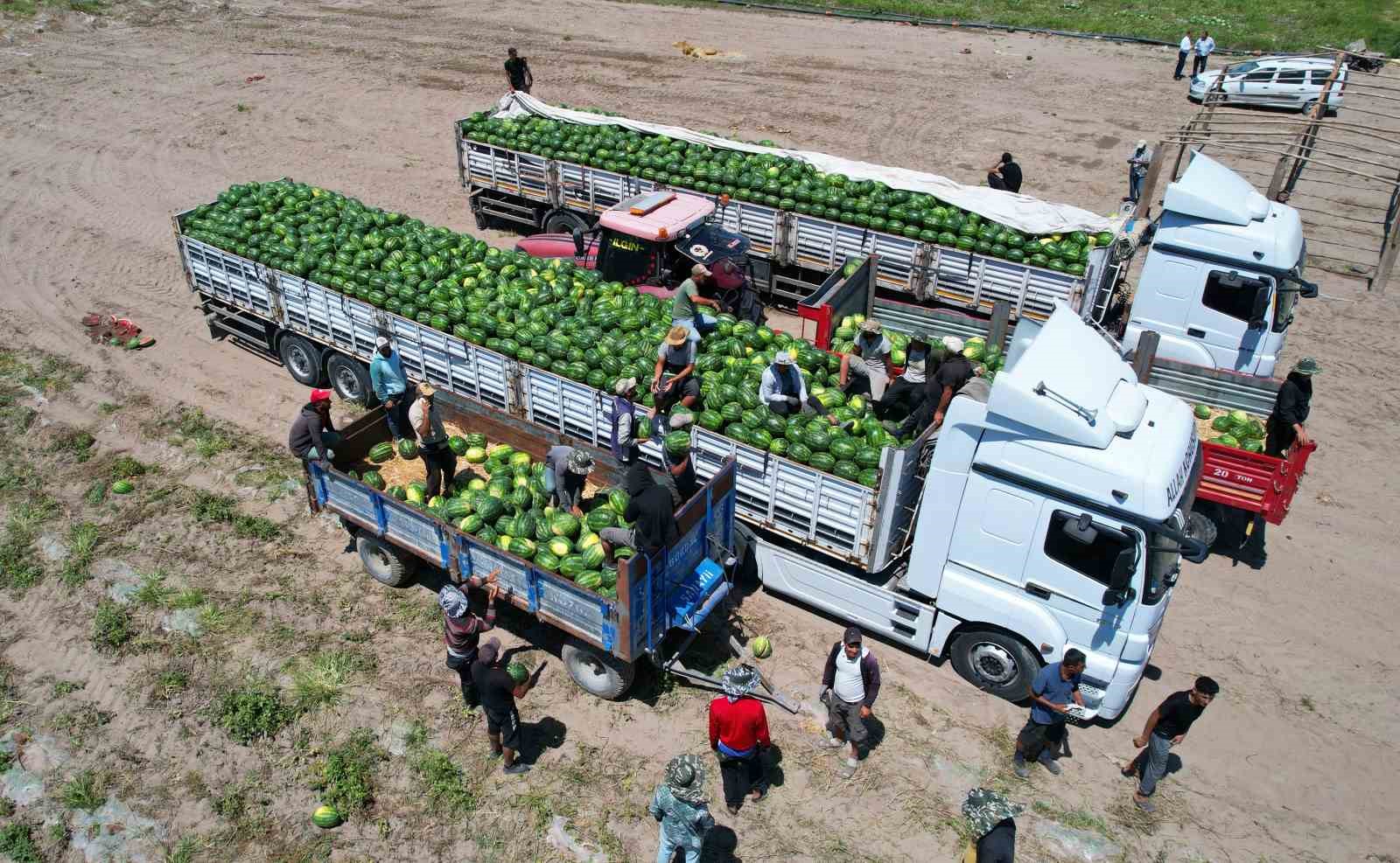 karpuz-uretiminin-lideri-adanada-ciftciler-10-lira-fiyat-bekliyor