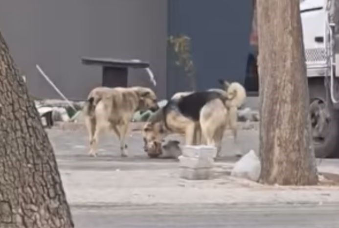 konyada-sahipsiz-kopekler-kediyi-parcaladi