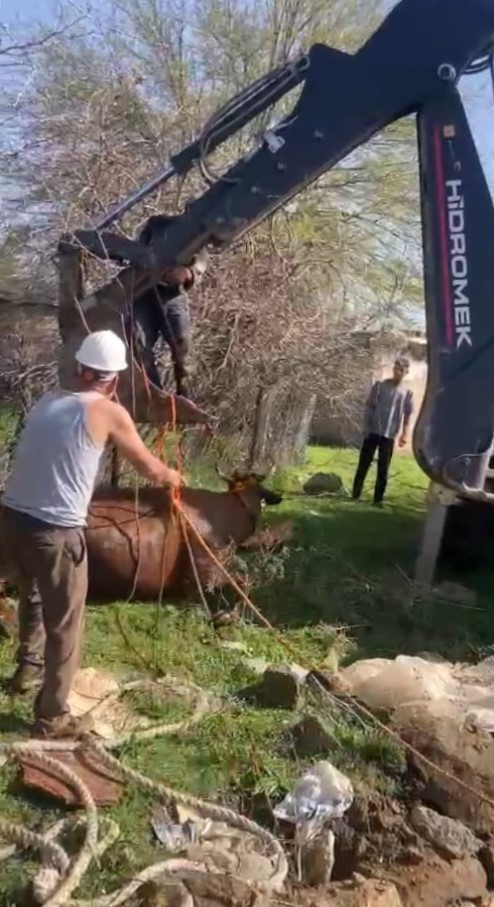 kuyuya-dusen-inek-is-makinesine-baglanan-halatla-cikartildi