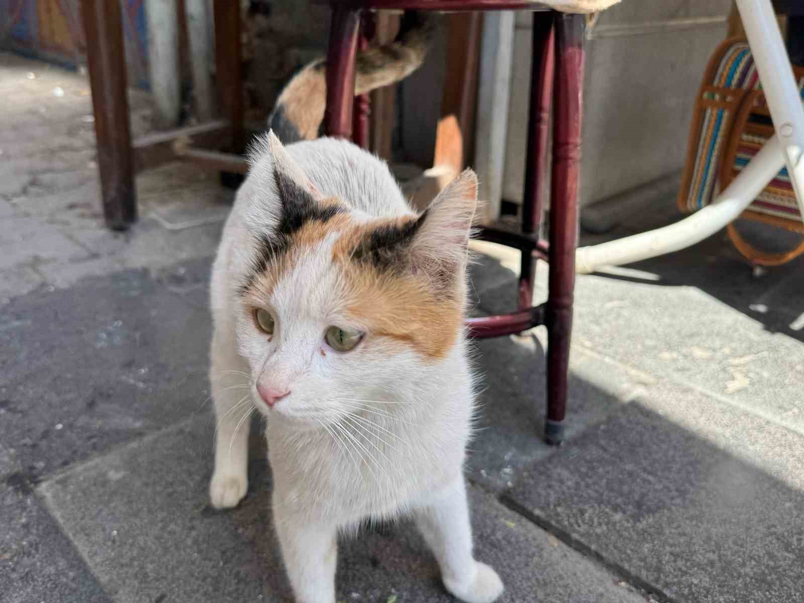 sasi-kedi-mahallelinin-maskotu-haline-geldi