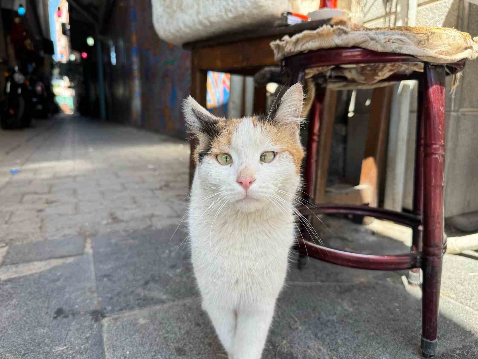 sasi-kedi-mahallelinin-maskotu-haline-geldi