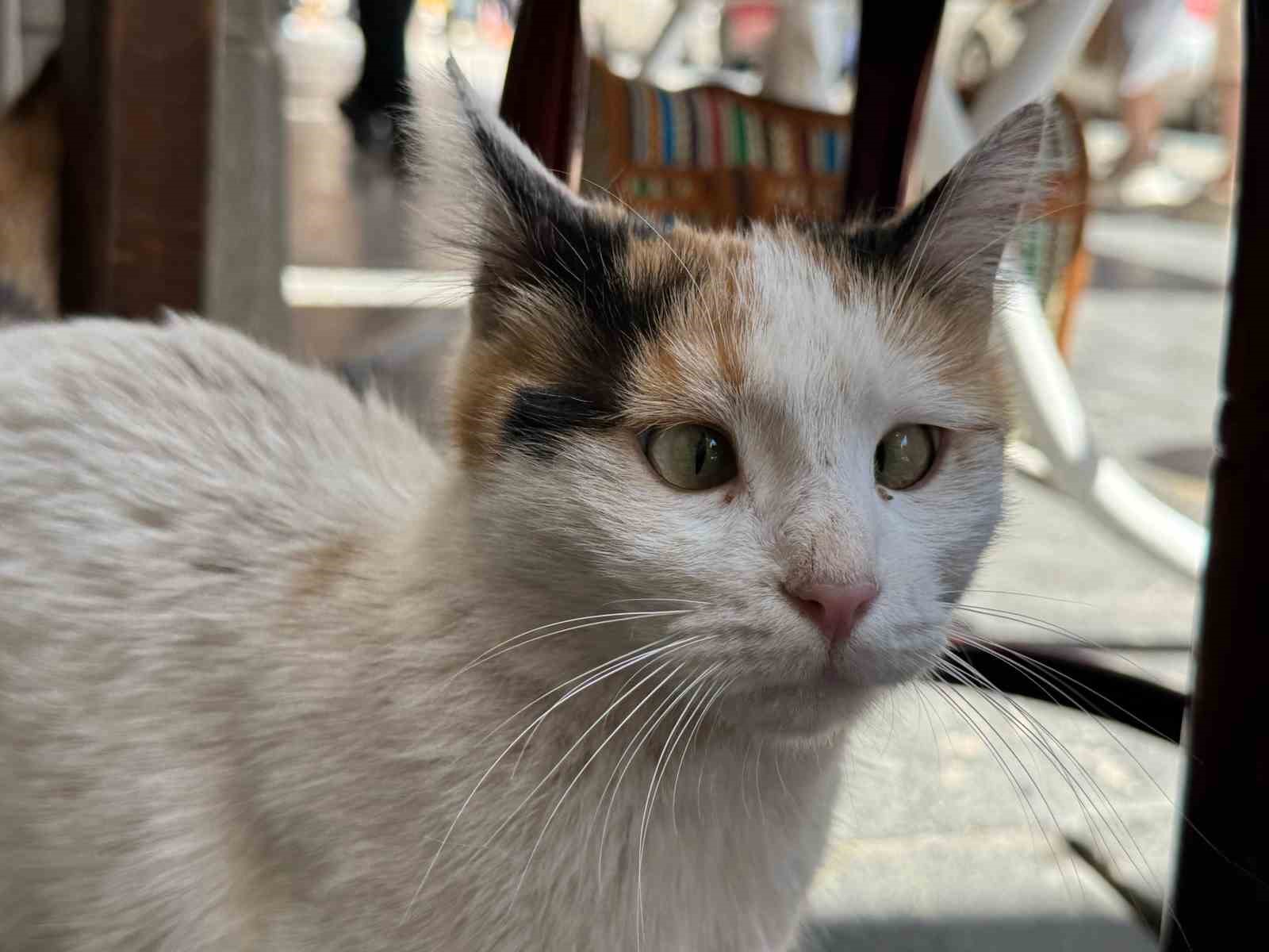 sasi-kedi-mahallelinin-maskotu-haline-geldi