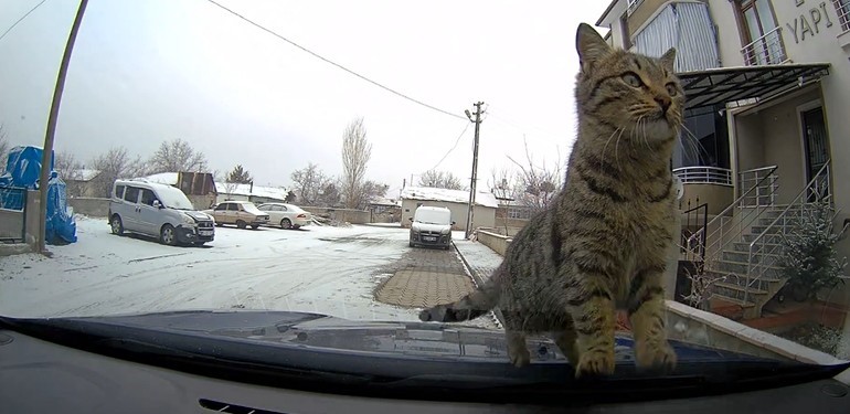 sevimli-kedi-arac-kamerasinda