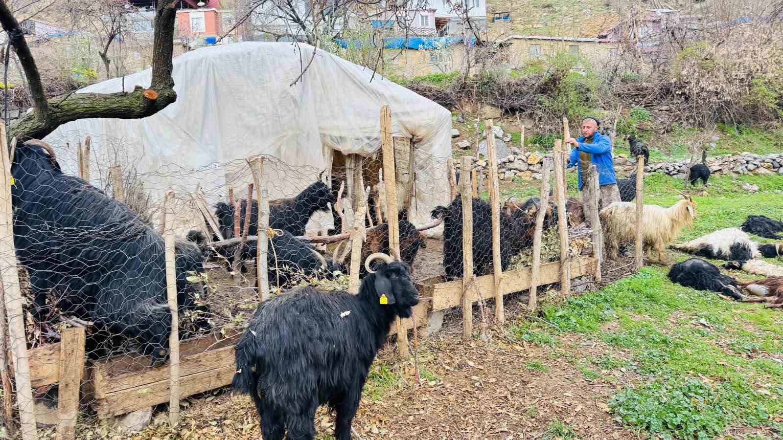 sirnakta-sokak-kopekleri-agila-girdi-18-keci-telef-oldu