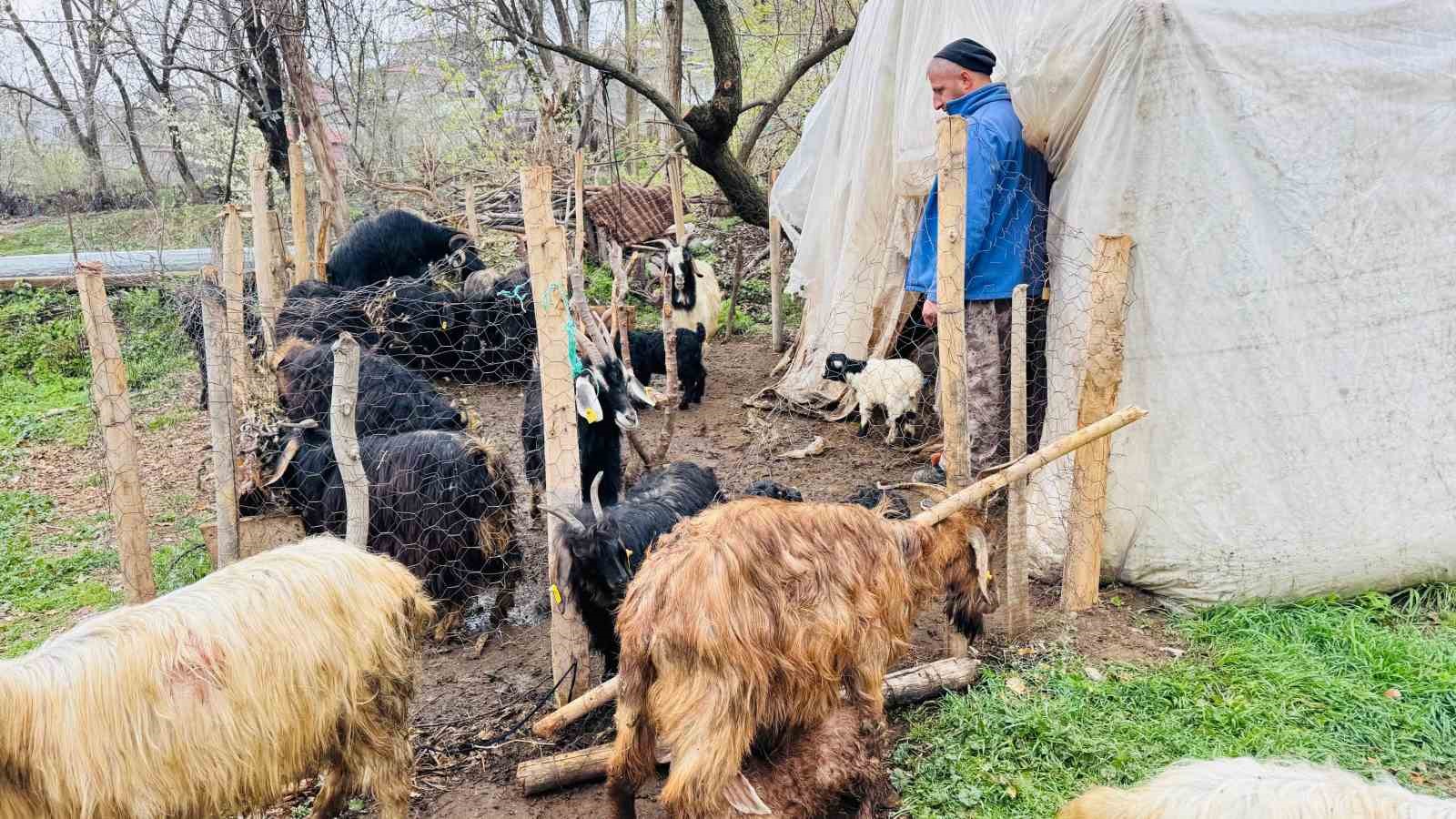 sirnakta-sokak-kopekleri-agila-girdi-18-keci-telef-oldu