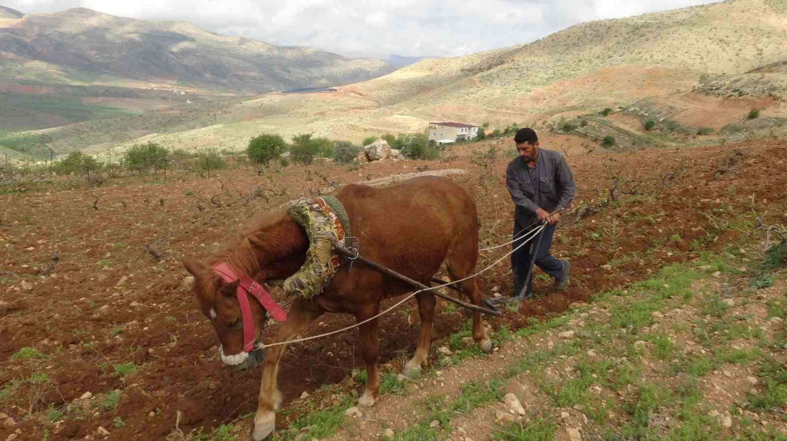traktorun-giremedigi-tarlalar-atla-suruluyor