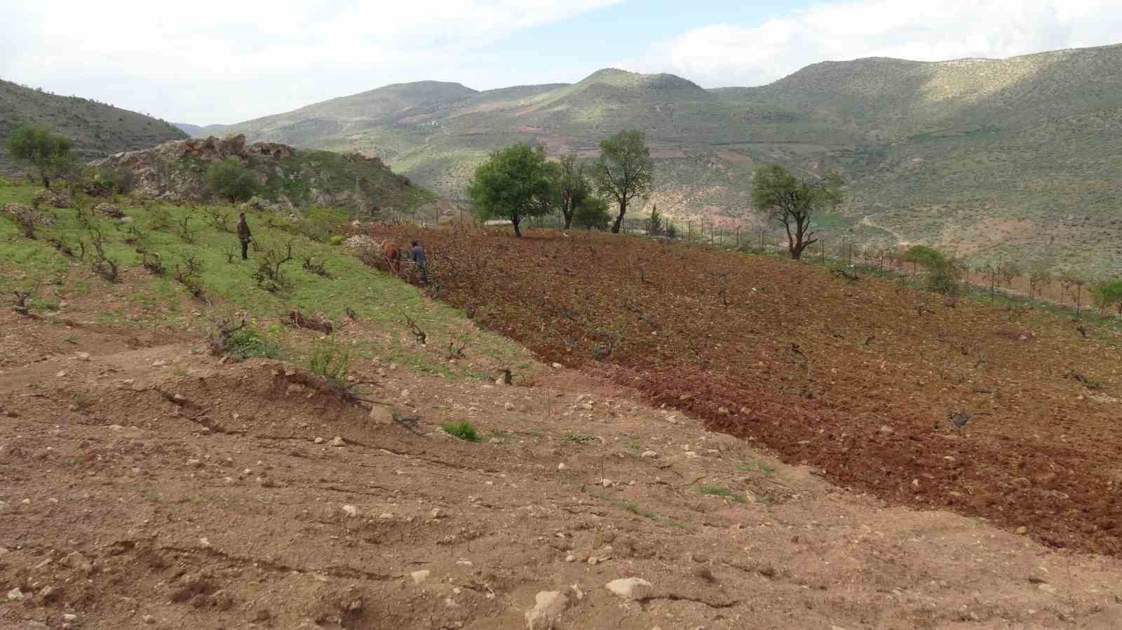 traktorun-giremedigi-tarlalar-atla-suruluyor