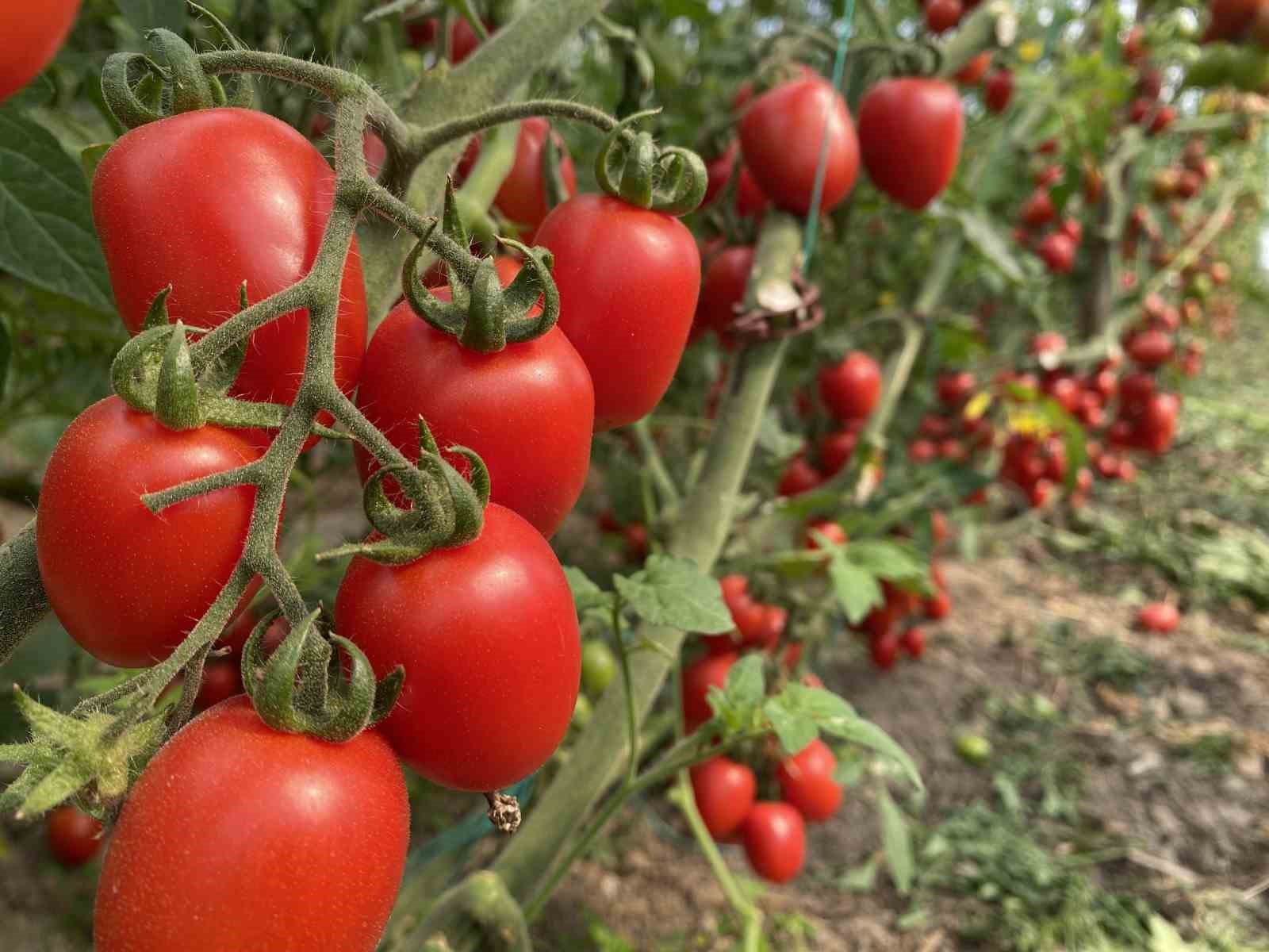 ureticiden-fiyat-farkina-tepki-domates-bizden-15-tlye-aliniyor-marketlerde-70-tlye-satiliyor-aradaki-farki-kim-yiyor