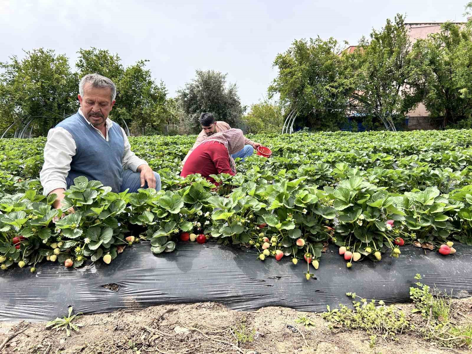 zirai-dondan-ates-yakarak-kurtardigi-cilegin-hasadina-basladi