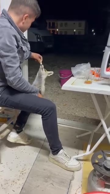ac-tilki-koye-indi-insanlarin-elinden-yiyecek-yedi