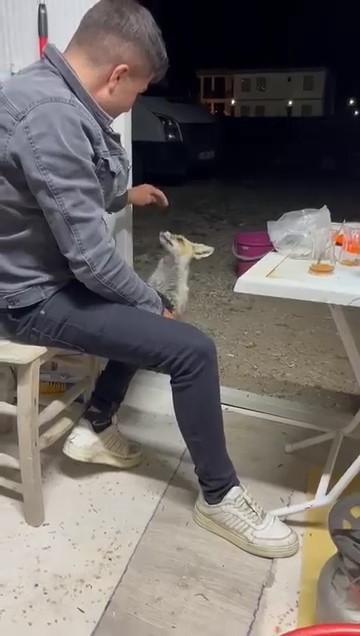 ac-tilki-koye-indi-insanlarin-elinden-yiyecek-yedi