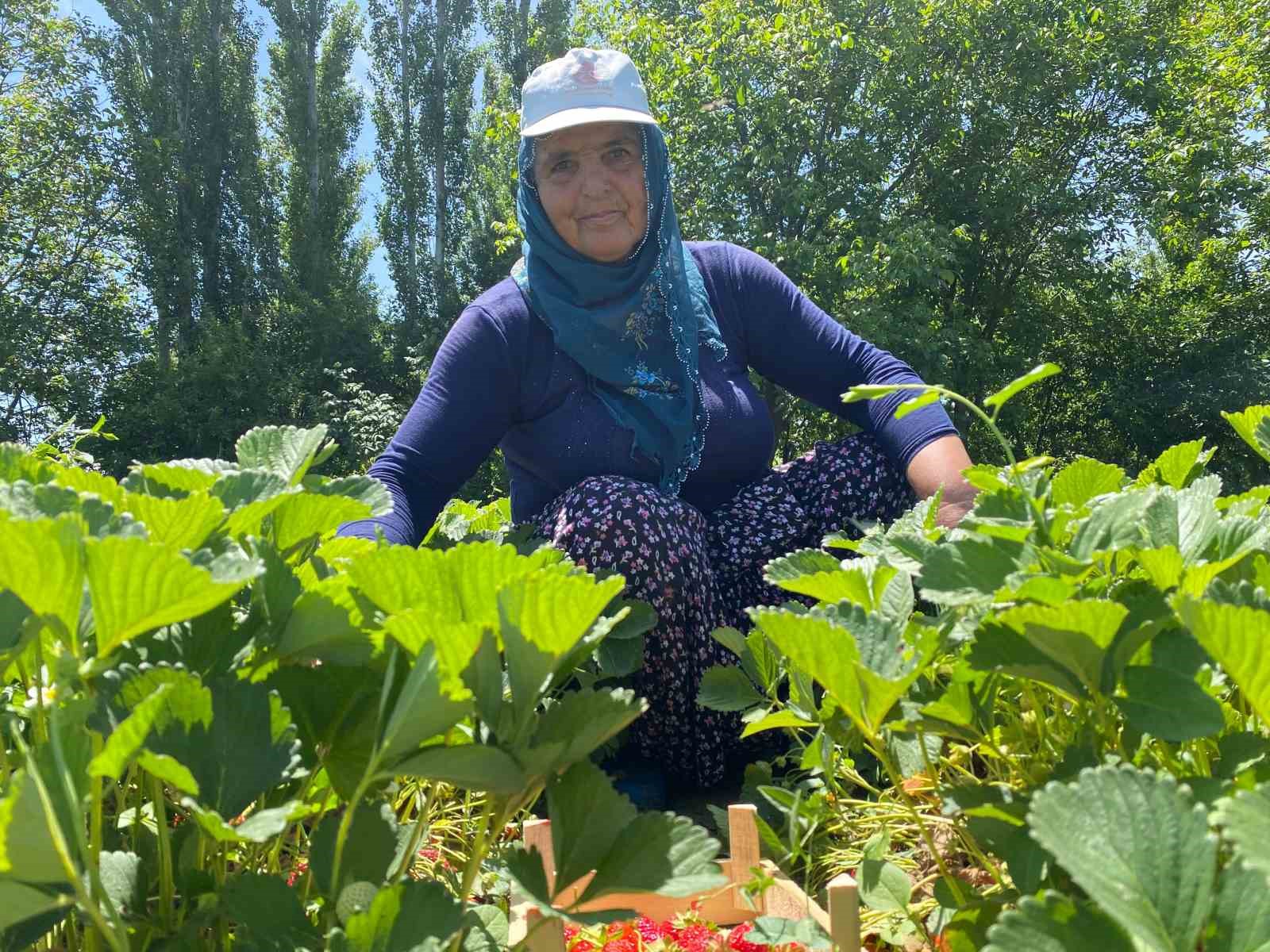 aromasiyla-dikkat-ceken-kuyulu-cileginde-hasat-basladi