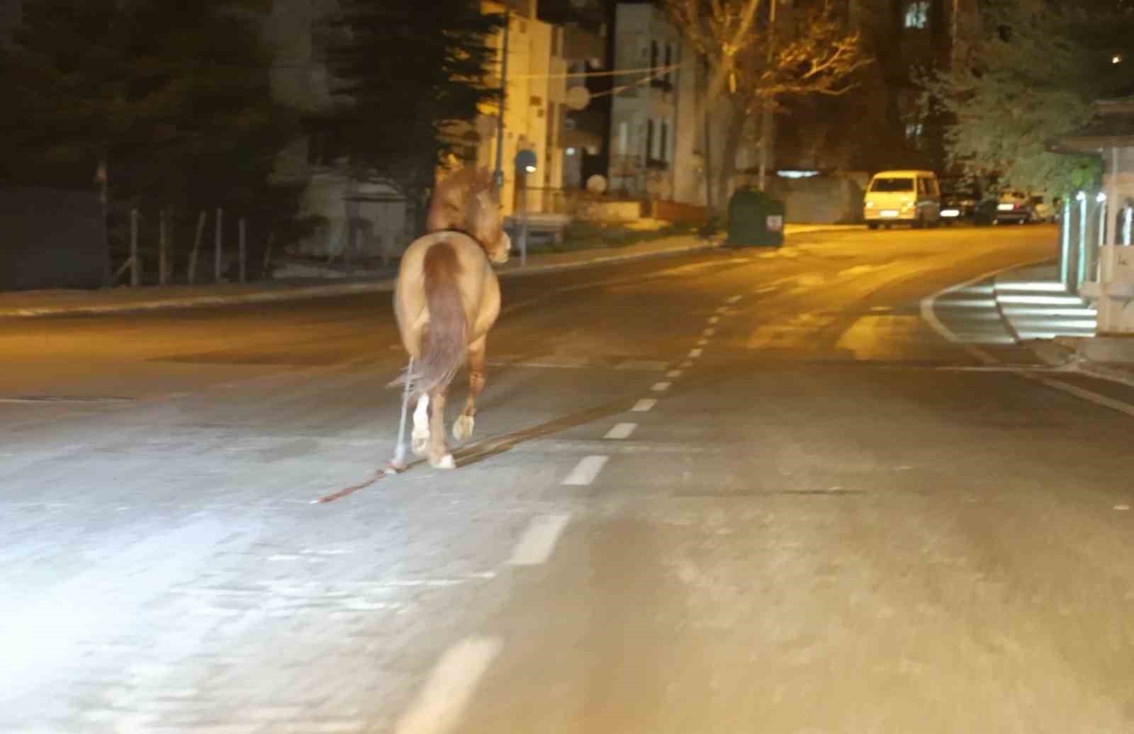 belediyeden-basibos-at-ihbari-yapan-vatandasa-ati-baglayin-biz-sabah-ekip-gondeririz-cevabi