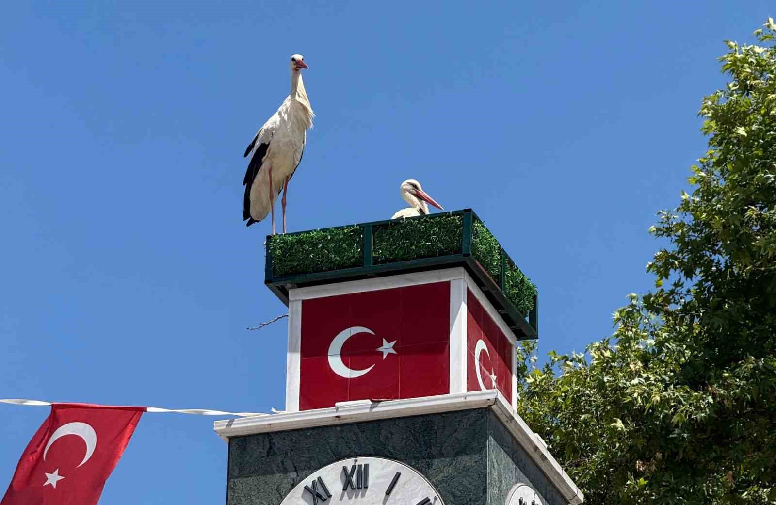 can-ve-canan-leylek-yuvalarina-geldi