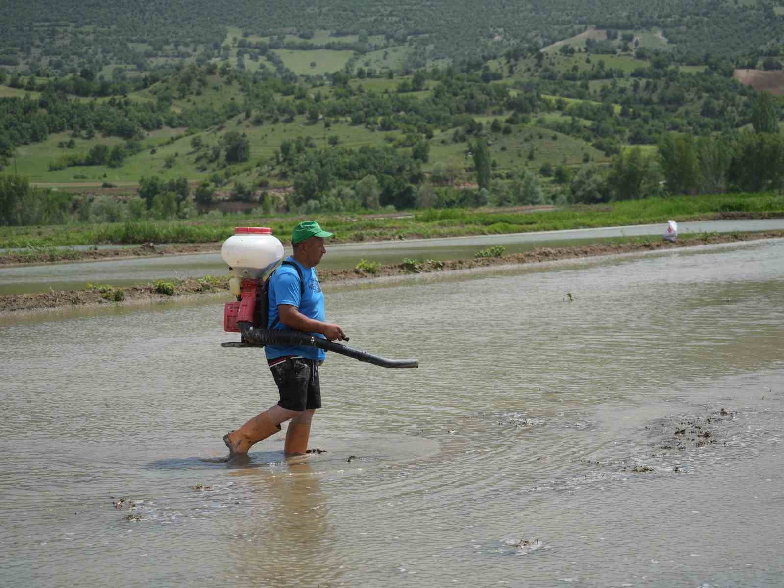 ciftcilerin-zorlu-celtik-mesaisi-dize-ulasan-suyun-icinde-ekim-yapiyorlar