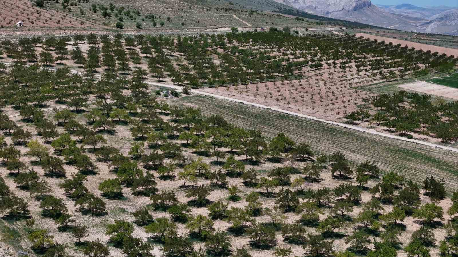 don-sonrasi-15-bin-agac-tek-bir-kayisi-vermedi